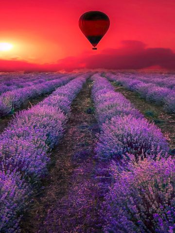 banner Provence – Vùng Đất Của Nàng Hoa Oải Hương Tím Biếc Tháng 7